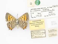 Tharsalea arota schellbachi