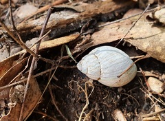 Pygmipanda kershawi