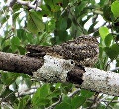 Chordeiles acutipennis