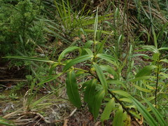 Veronica flavida
