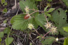 Fragaria orientalis