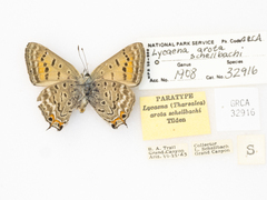 Tharsalea arota schellbachi