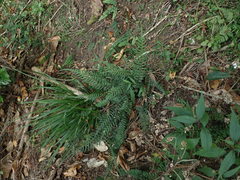 Blechnum zeelandicum