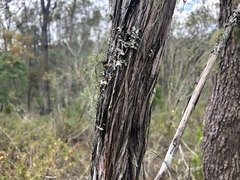 Dodonaea stenophylla