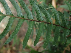 Blechnum zeelandicum