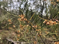 Dodonaea stenophylla