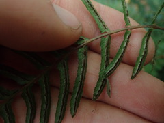 Blechnum zeelandicum
