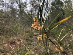Dodonaea stenophylla