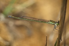 Ischnura aurora aurora