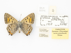 Tharsalea arota schellbachi