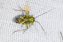 Taedia marmorata