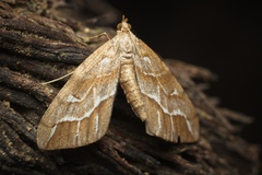 Chalastra aristarcha