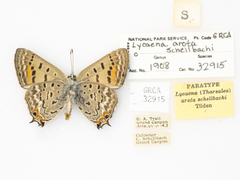 Tharsalea arota schellbachi