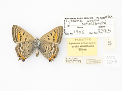 Tharsalea arota schellbachi