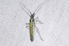 Autumnimiris koebeli