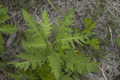 Saussurea neopulchella