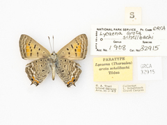 Tharsalea arota schellbachi