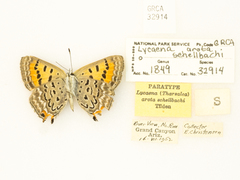 Tharsalea arota schellbachi