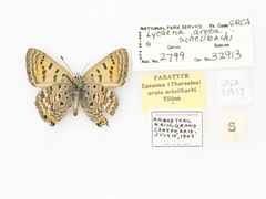 Tharsalea arota schellbachi