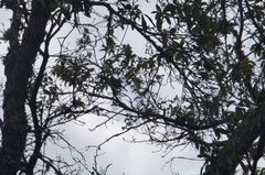 Vireolanius melitophrys