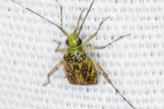 Taedia marmorata