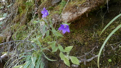 Campanula pallida