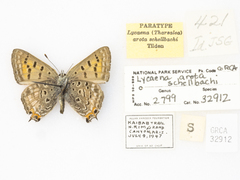 Tharsalea arota schellbachi