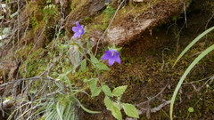 Campanula pallida