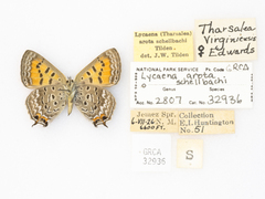 Tharsalea arota schellbachi