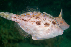 Scobinichthys granulatus