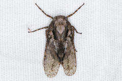 Alphina glauca