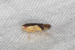 Norvellina pulchella