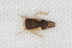 Norvellina pulchella