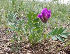 Oxytropis grandiflora