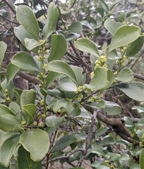 Dendrotrophe varians