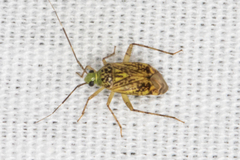 Taedia marmorata