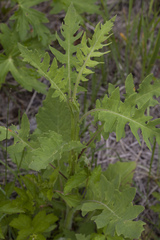 Saussurea neopulchella