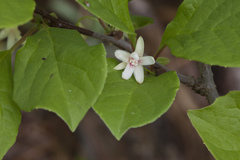 Schisandra chinensis