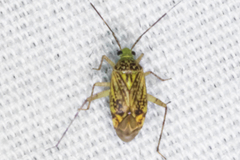 Taedia marmorata