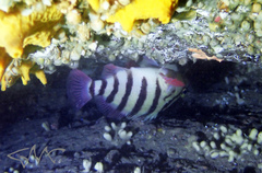 Hypoplectrodes annulatus