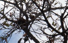 Vireolanius melitophrys