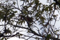 Vireolanius melitophrys