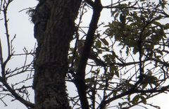 Vireolanius melitophrys