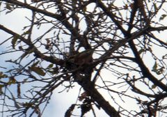 Vireolanius melitophrys