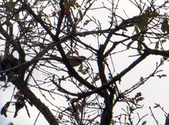 Vireolanius melitophrys