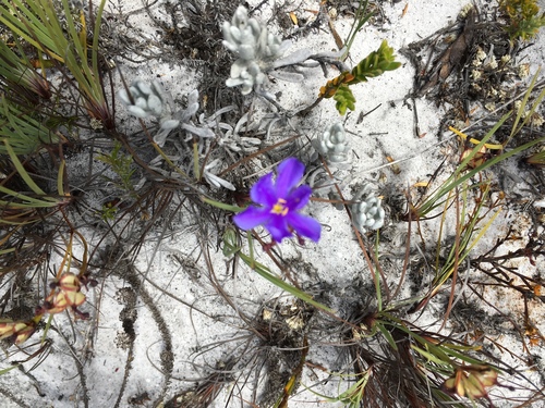 Aristea glauca (Aristea glauca)