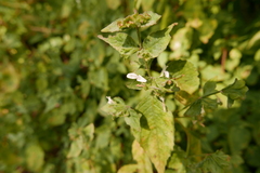 Hypoestes triflora