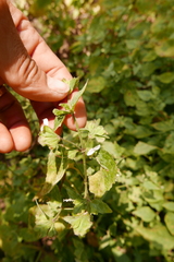 Hypoestes triflora
