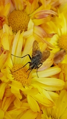 Tachinidae