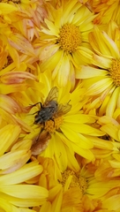 Tachinidae